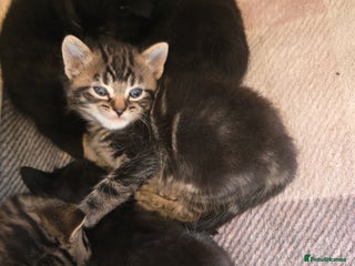 Mixed Breed cats Kittens - Advert 5