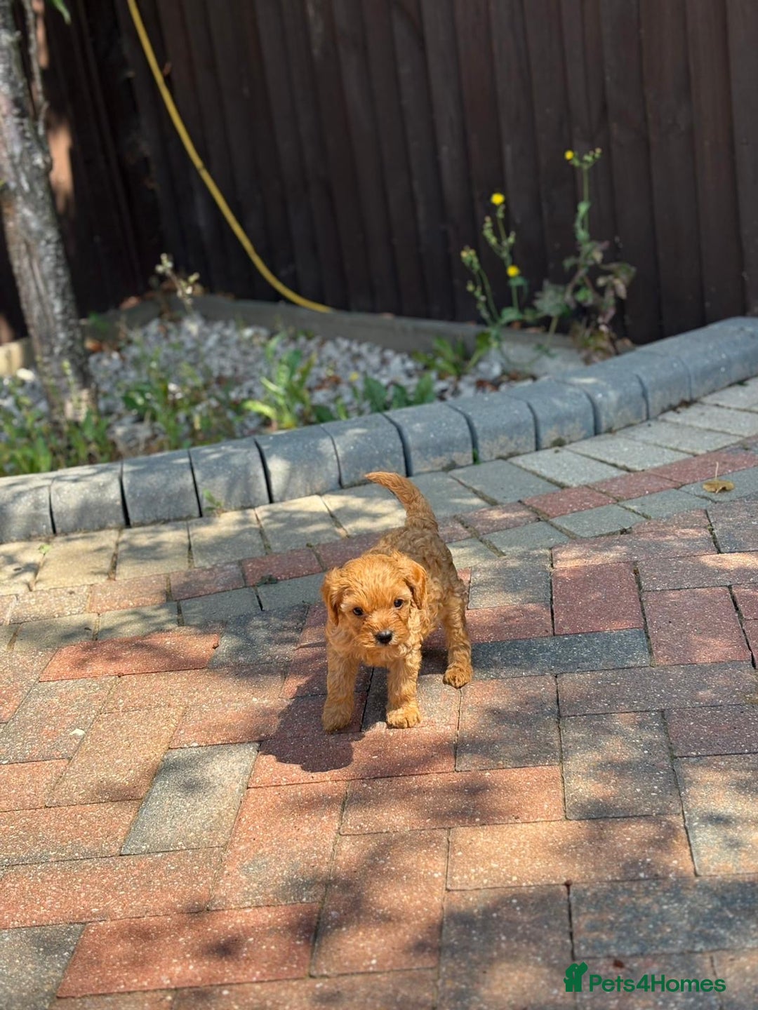 Cavapoo dogs for sale: F1B cavapoo puppies - Image 7