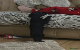 Cockalier dogs for sale: Cockier  - Advert 3