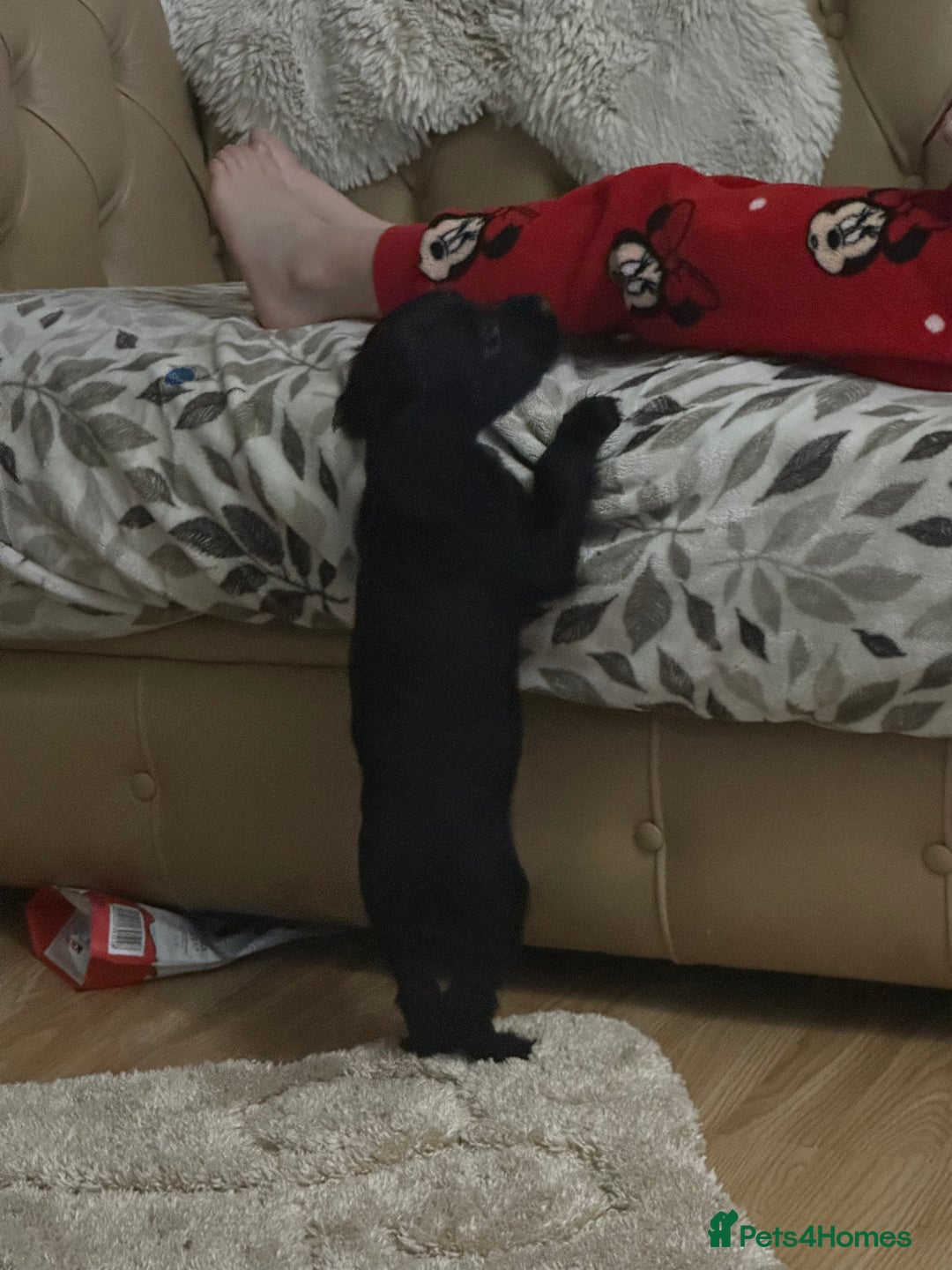 Cockalier dogs for sale: Cockier  - Advert 3