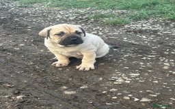 Cane Corso dogs for sale: Cane corso pups - Image 15