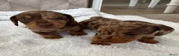 Miniature Dachshund dogs for sale: Exquisite Chocolate  Miniature Dachshunds in Ipswich - Advert 7