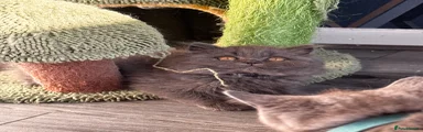 British Longhair 3