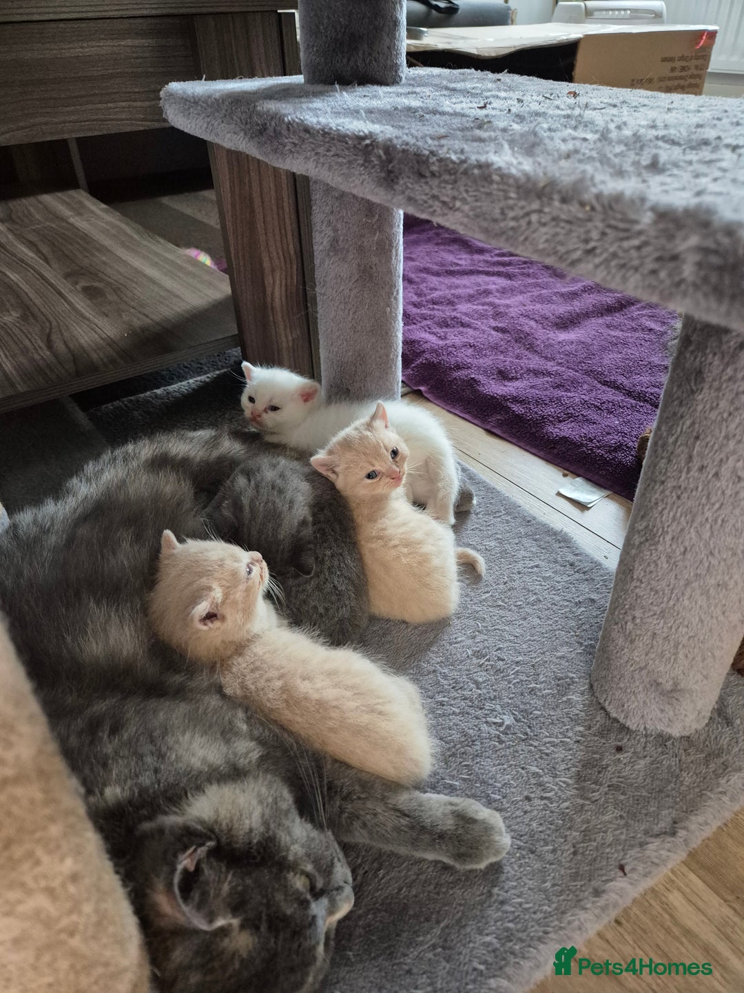 British Shorthair cats for sale: British Shorthair kittens - Image 7