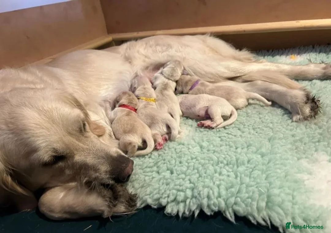 Golden Retriever dogs for sale: 🐾Beautiful Golden Retrievers🐾-not to be missed✨ in London - Advert 1