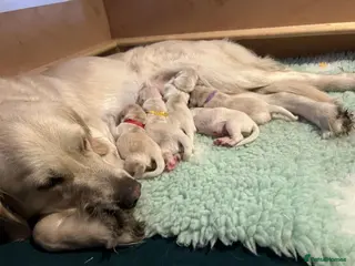 Golden Retriever dogs 🐾Beautiful Golden Retrievers🐾-not to be missed✨ - Advert 2