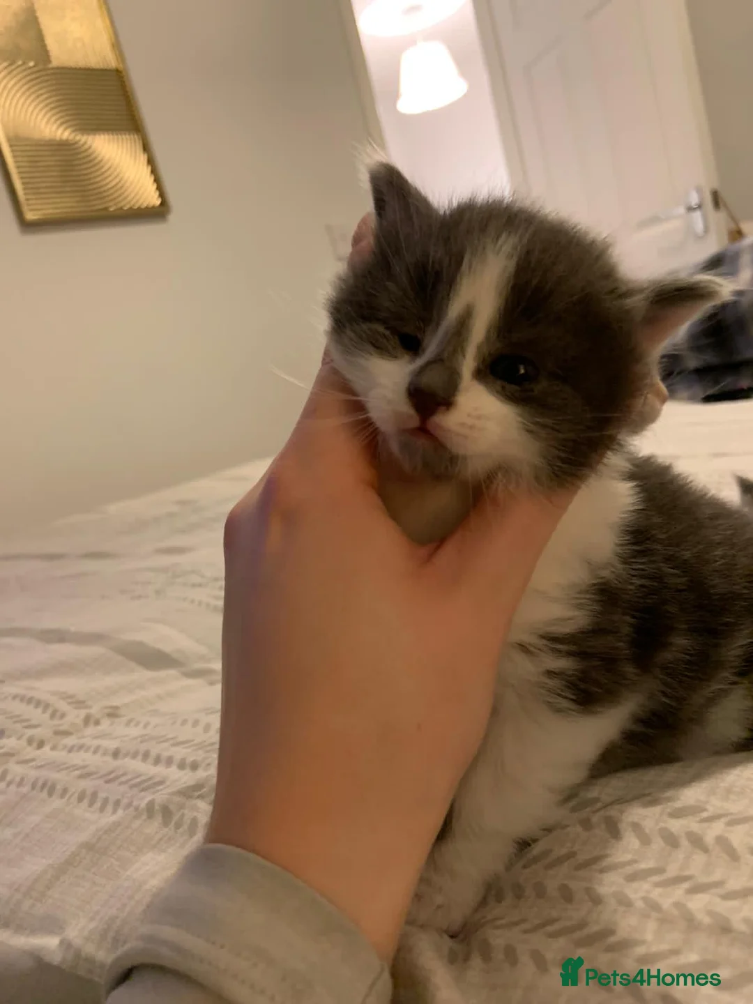 Mixed Breed cats for sale: Beautiful Playful Kittens Ready for Loving Homes - Advert 7