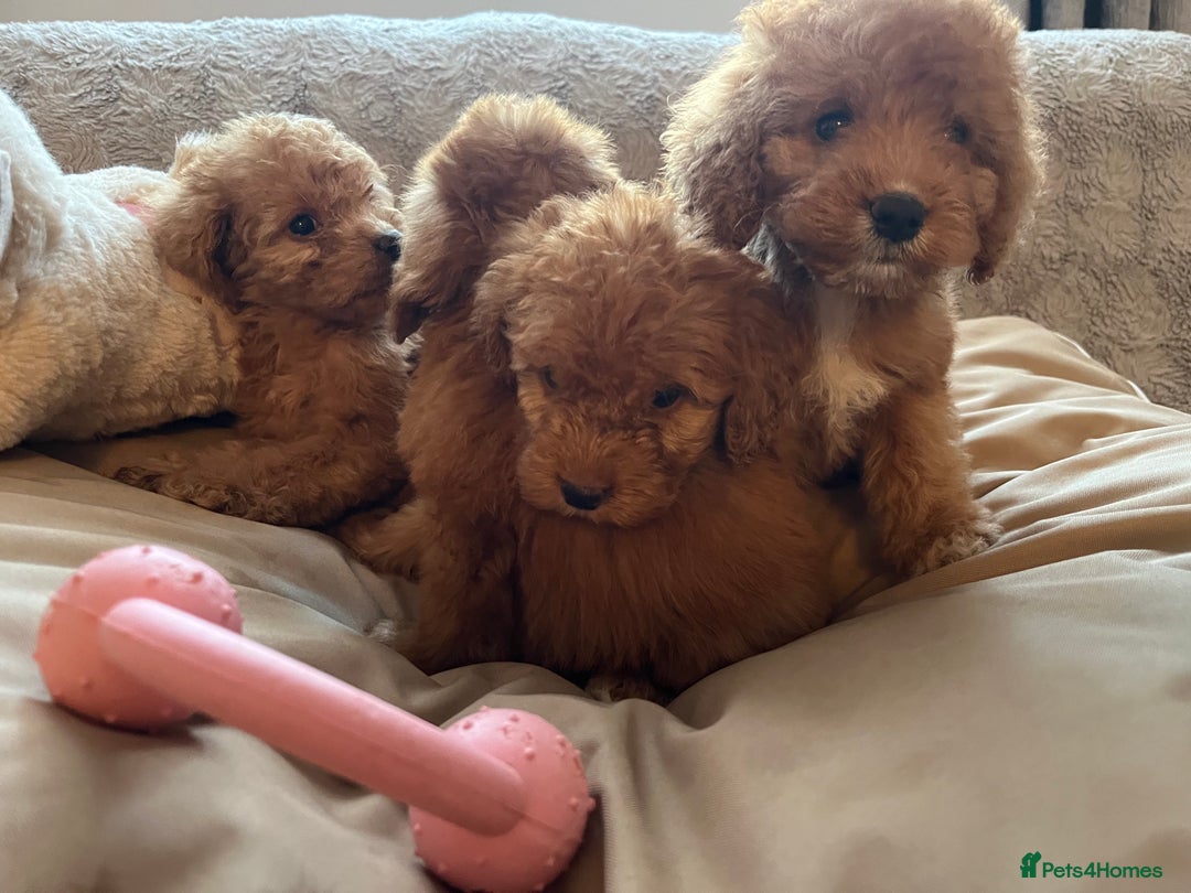 Cockapoo dogs for sale: F1 cockapoo puppies- Health test clear  - Image 16