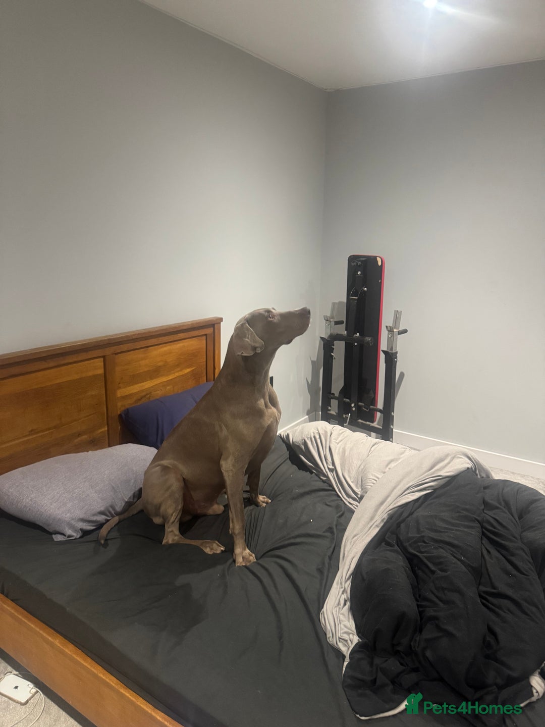 Weimaraner dogs for stud: Cole  - Image 3