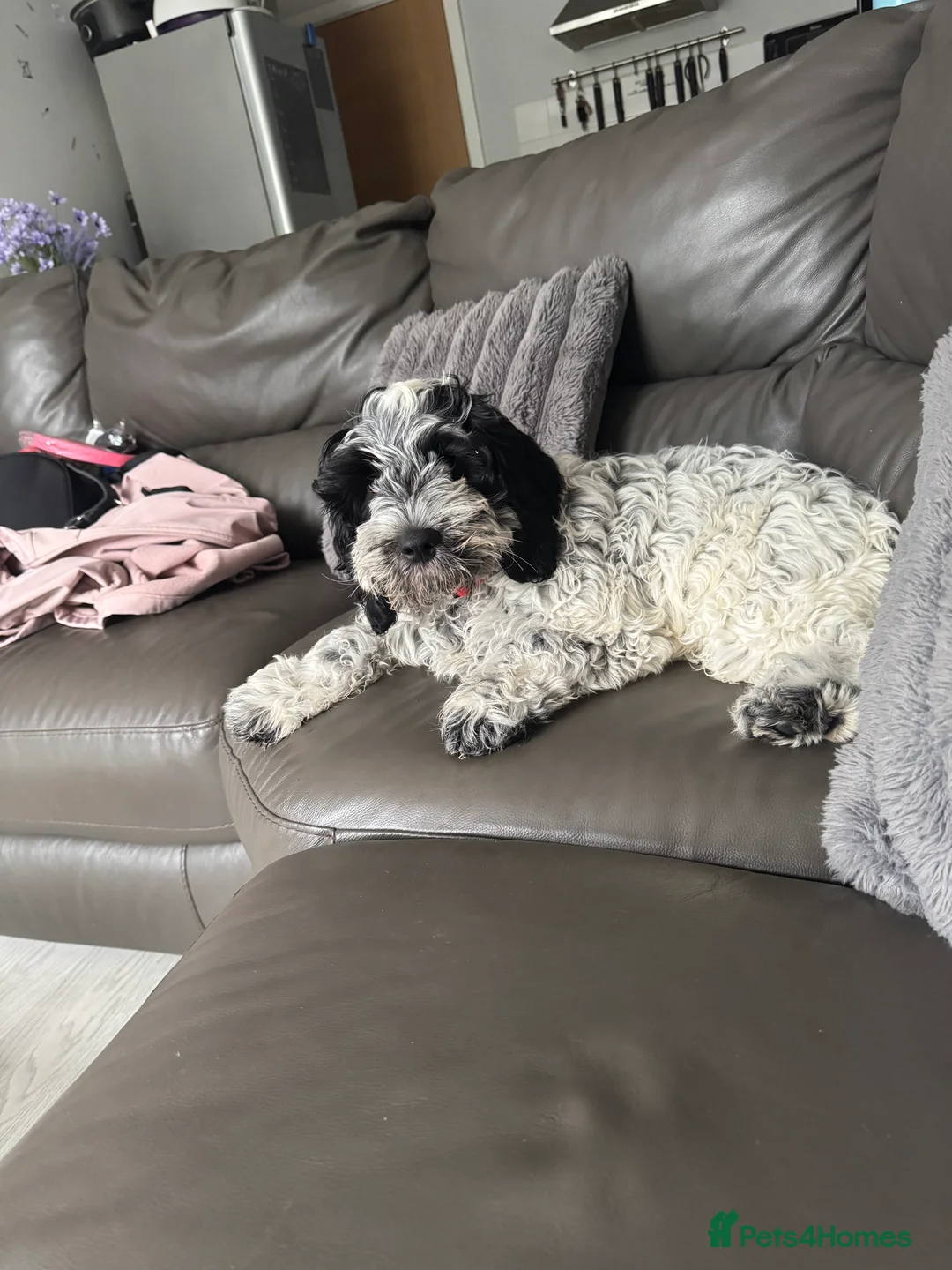 Cockapoo dogs for sale: 9 month old Cockapoo male - Advert 6