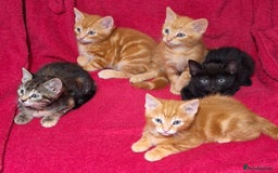 Mixed Breed cats for sale: Amazing, beautiful kittens 3 boys, 2 girls - Image 15