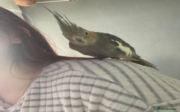 Cockatiels birds for sale: Cockatiel/ needs gone - Advert 2