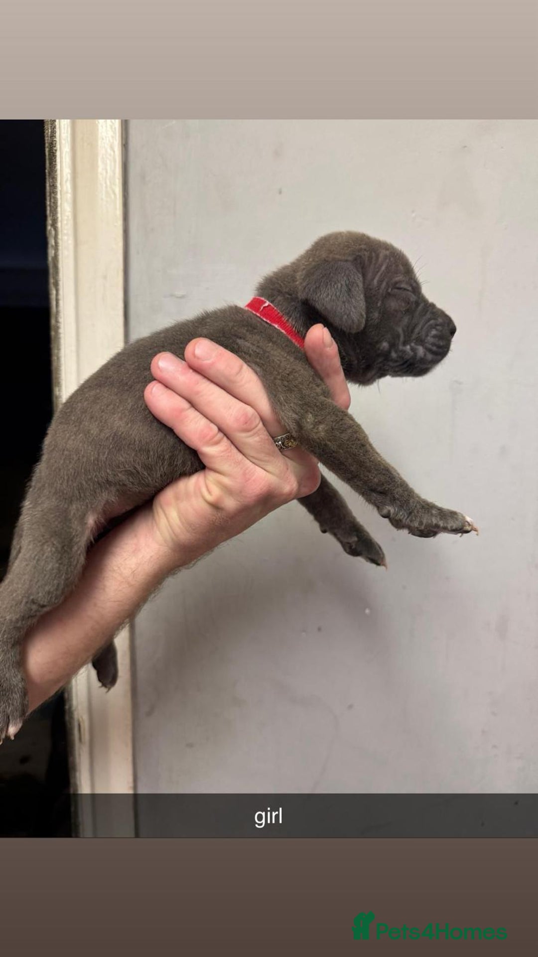 Cane Corso dogs for sale: 12 beautiful Blue cane corso pups - Image 11