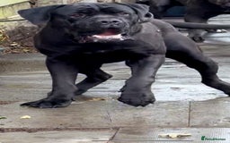 Cane Corso dogs for stud: PURE CANE CORSO FOR STUD BIG BONED - Image 3