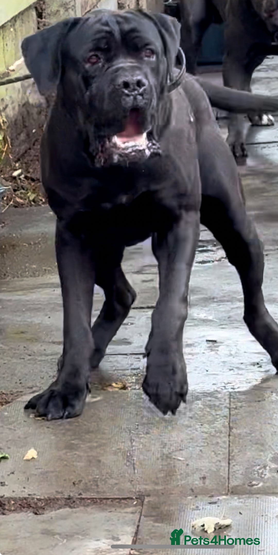 Cane Corso dogs for stud: PURE CANE CORSO FOR STUD BIG BONED - Image 3