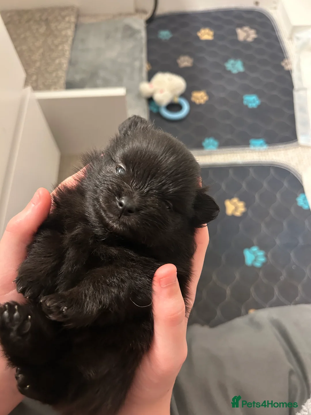 Pomeranian dogs for sale: Beautiful  **  black Pomeranians  - Advert 11