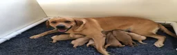 Labrador Retriever dogs for sale: 6 adorable Labrador puppies 🐶🩷💙 - Advert 1