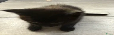 Kitten 2