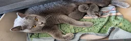 British Shorthair cats for sale: 🐾Full Pedigree Blue British Shorthair Kittens🐾 - Advert 2