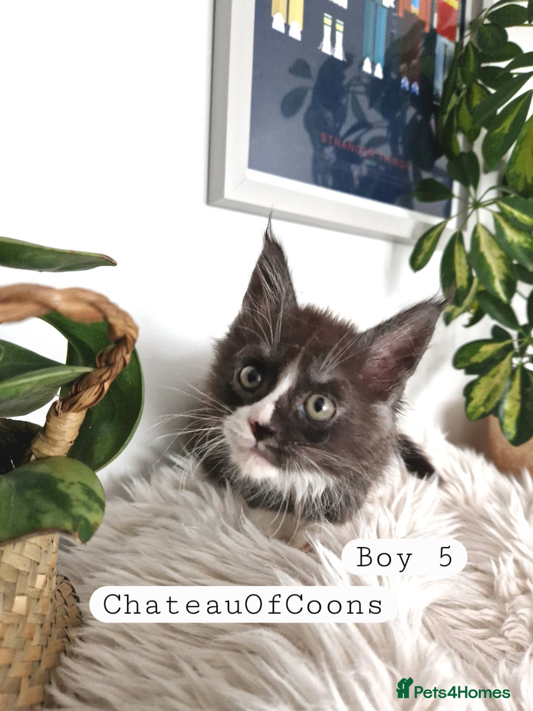 Maine Coon cats for sale: Stunning Black Smoke Registred Maine Coon Kittens - Image 27