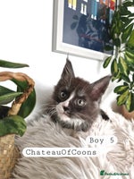 Maine Coon cats - Advert 4