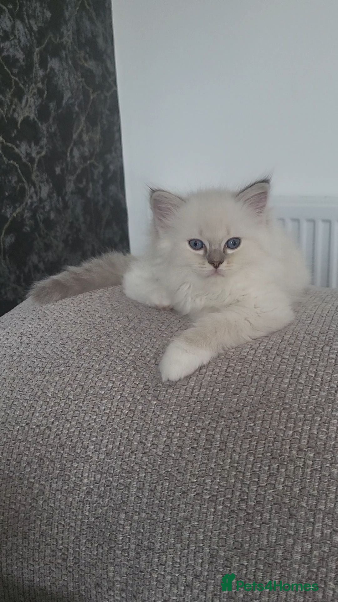 Ragdoll cats HCM/PKD clear ragdoll kittens  - Advert 2