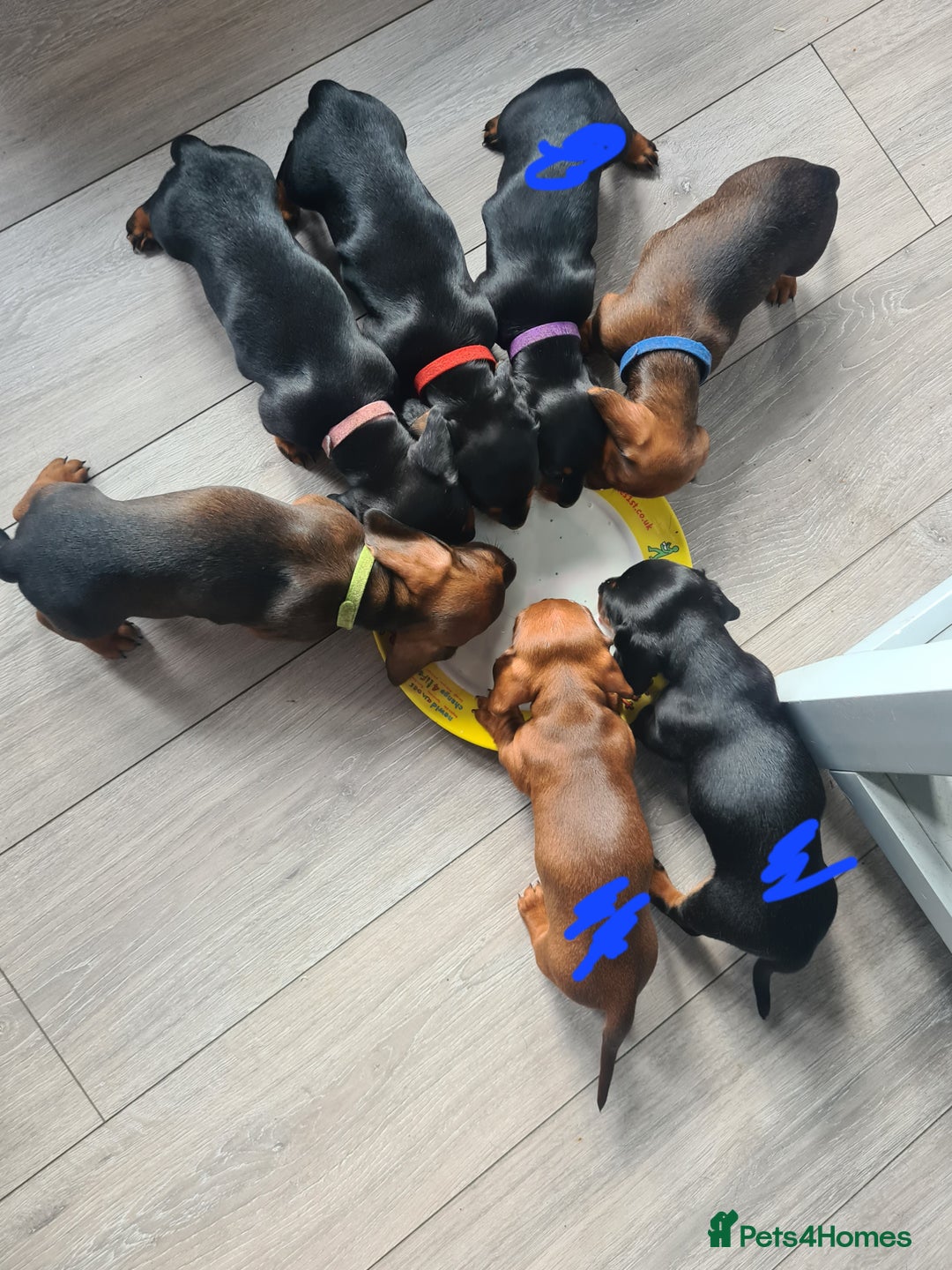 Miniature Dachshund dogs for sale: Minature dashshunds 2 boys 2 girls left - Image 5