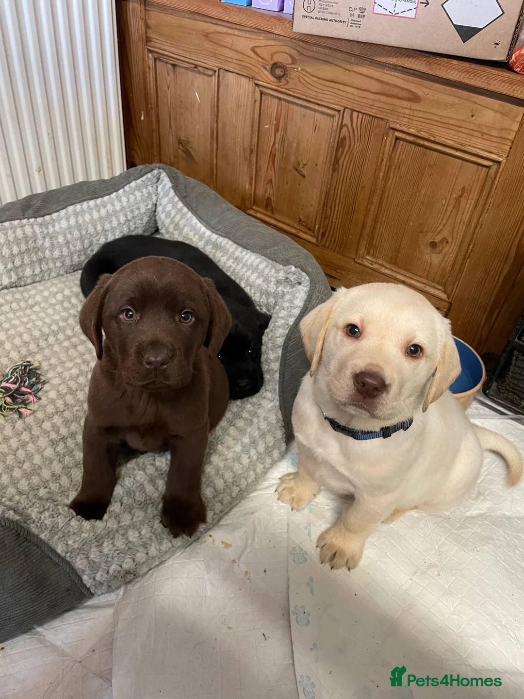 Labrador Retriever dogs for sale: Labrador puppies - Advert 5