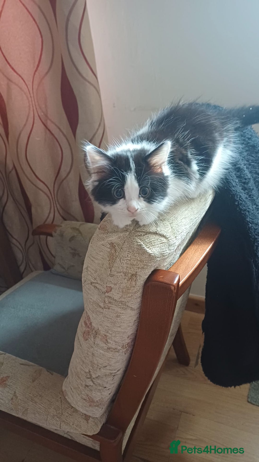 Mixed Breed cats for sale: Kitty  - Image 1