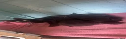 Bombay cats for sale: Beautiful girl kitten for sale  - Advert 5