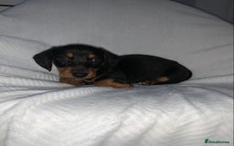 Miniature Dachshund dogs for sale: Miniature dachshunds  - Image 4