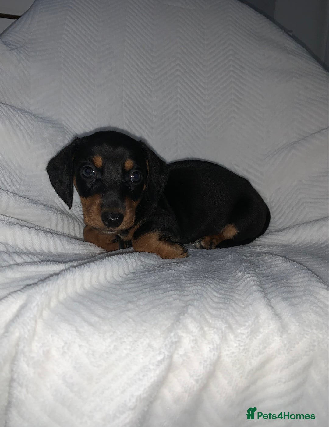 Miniature Dachshund dogs for sale: Miniature dachshunds  - Image 4