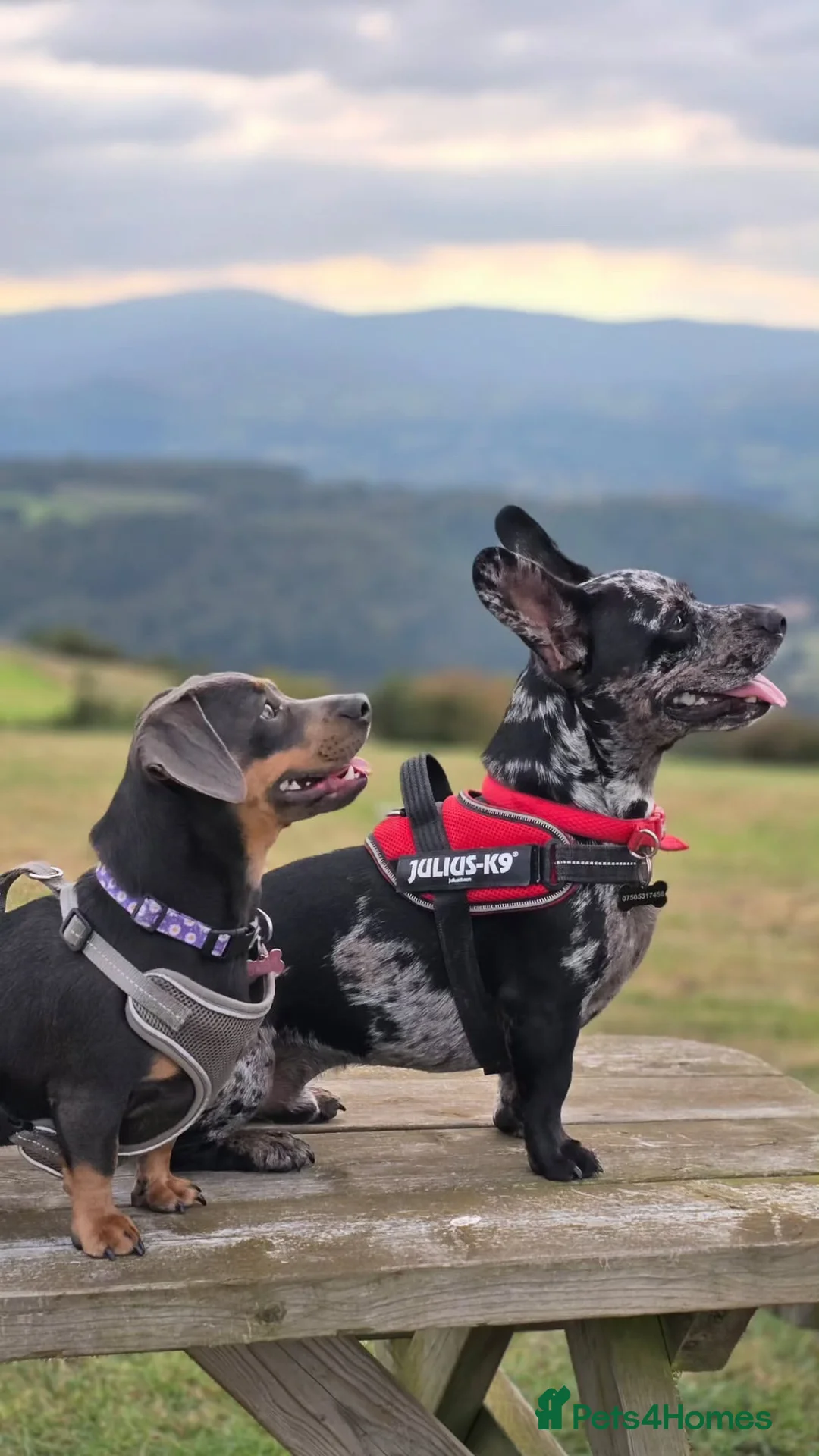 Mixed Breed dogs for sale: Dash & Daisy dachshund x french bull dogs - Advert 1
