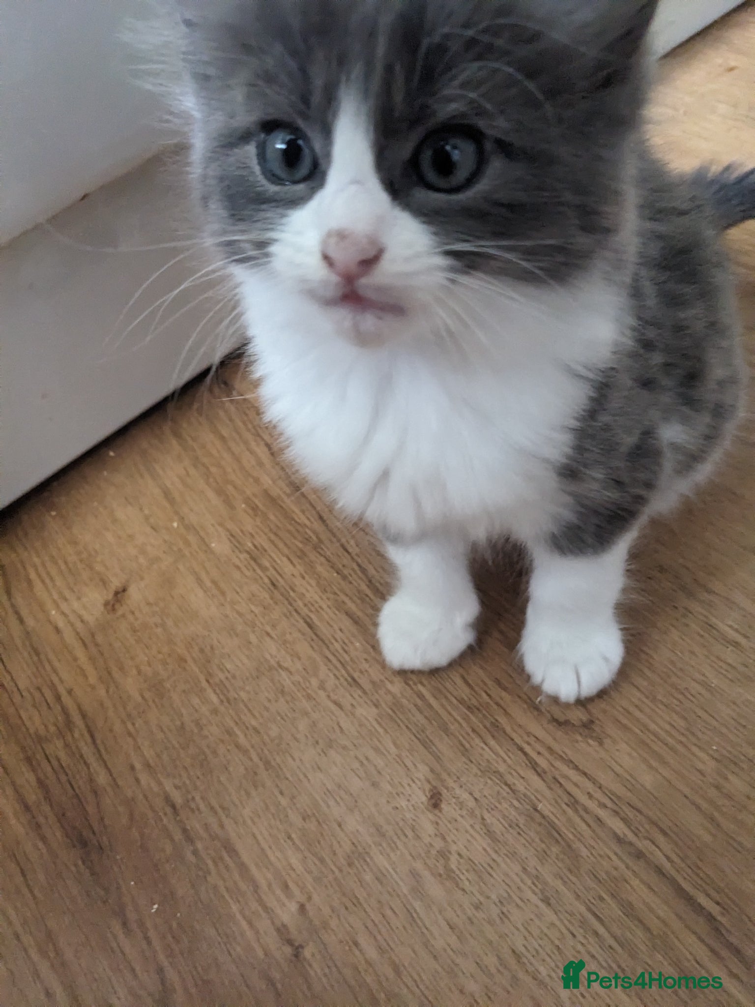 Mixed Breed cats for sale: Gorgeous Cuddly Kittens. Quarter Ragdoll  - Advert 2