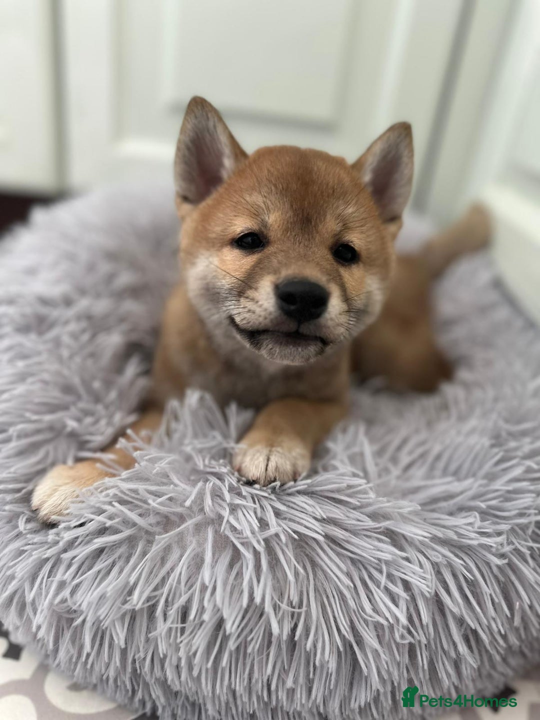 Japanese Shiba Inu dogs for sale: Japanese Shiba Inu Puppies - Image 19