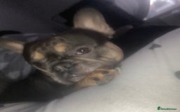 French Bulldog dogs for sale: French bull dog  - Image 3