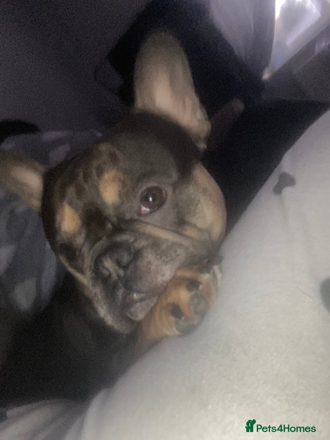French Bulldog dogs for sale: French bull dog  - Image 3