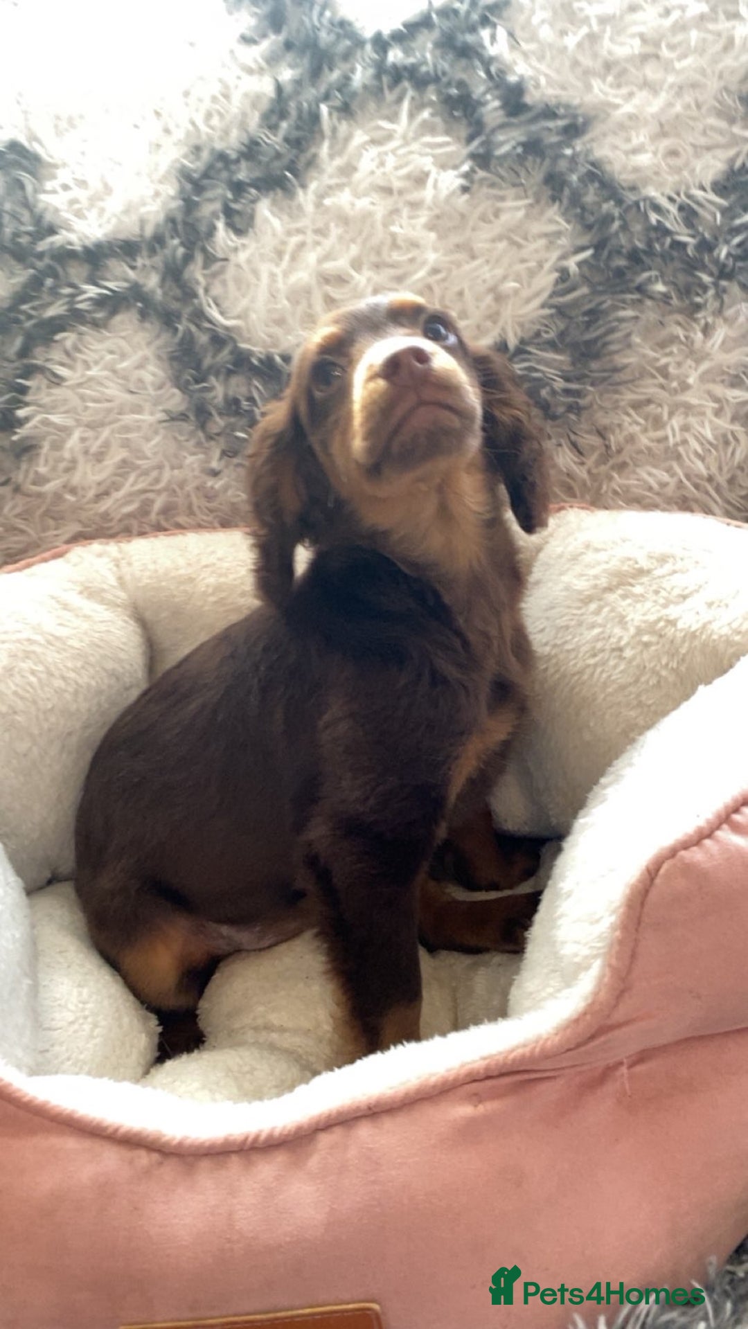Cockapoo dogs for sale: Amazing choc cockerpoo pups for sale READY NOW  - Advert 13
