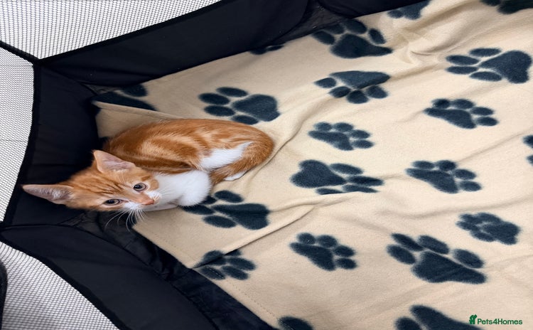 Mixed Breed cats - Advert 10