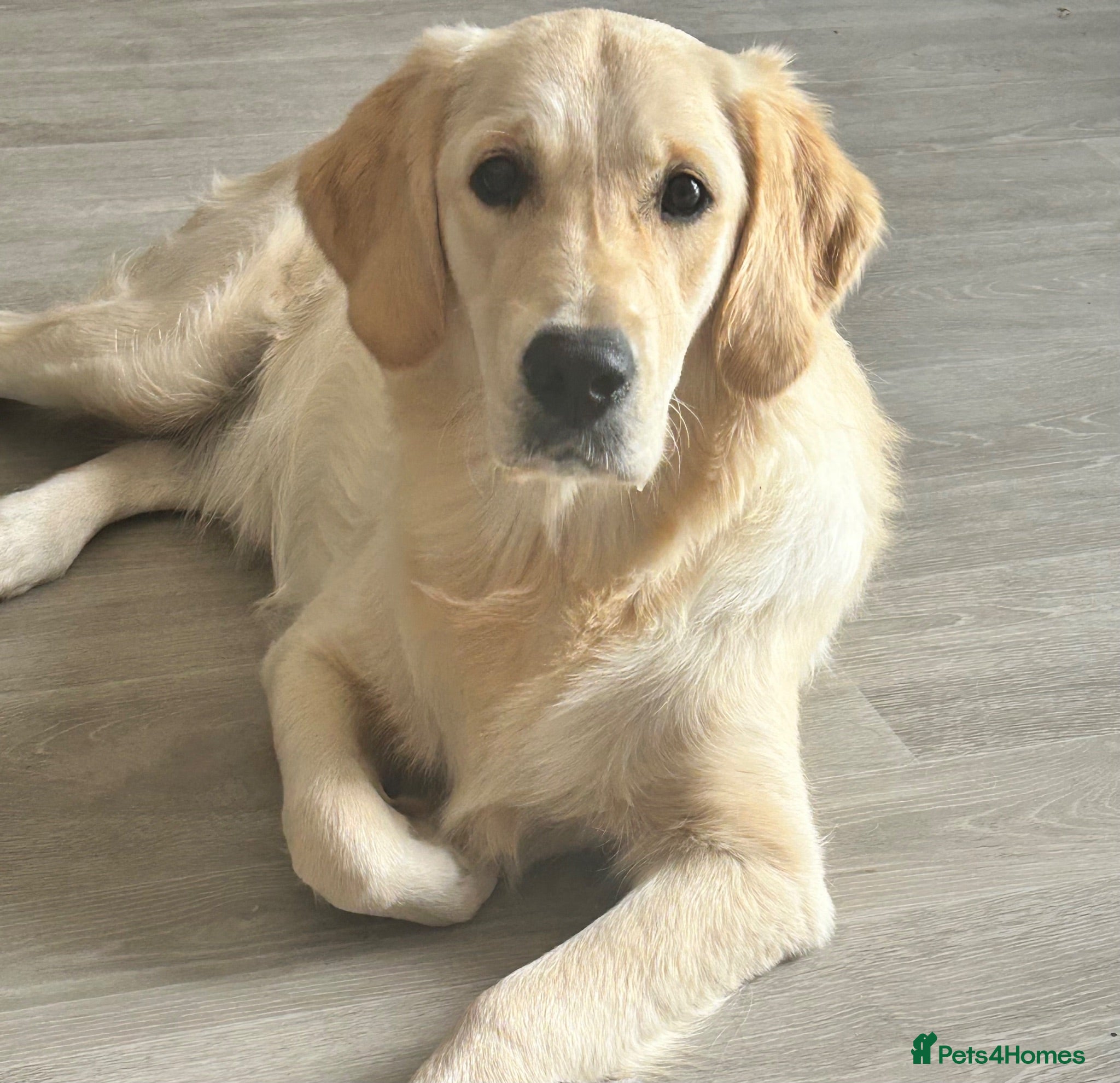 Golden Retriever dogs 9 MONTH FEMALE - Advert 1