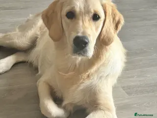 Golden Retriever dogs 9 MONTH FEMALE - Advert 1