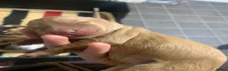 Cocker Spaniel dogs for sale: Golden cocker spaniel pups  - Advert 22