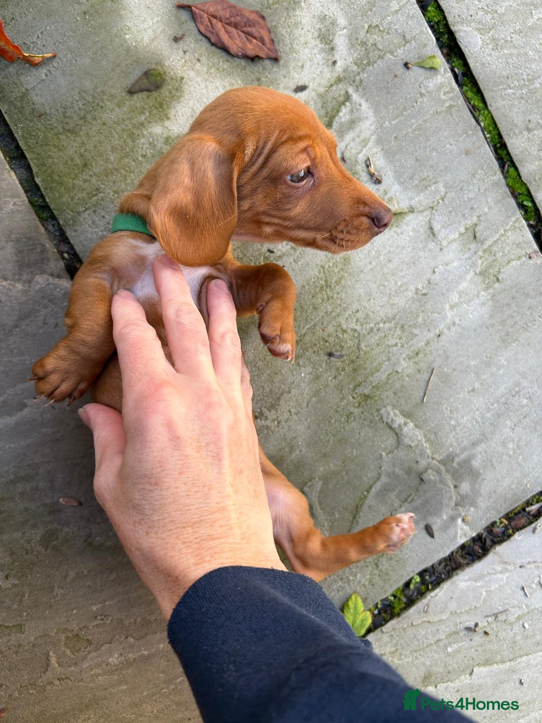 Miniature Dachshund dogs for sale: FOUR MINIATURE DACHSHUNDS PUPPIES FOR SALE - Image 12