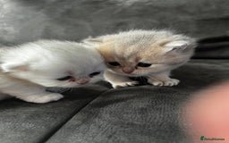 British Longhair cats for sale: ✨ Three adorable British Short/longhair kittens  - Image 4