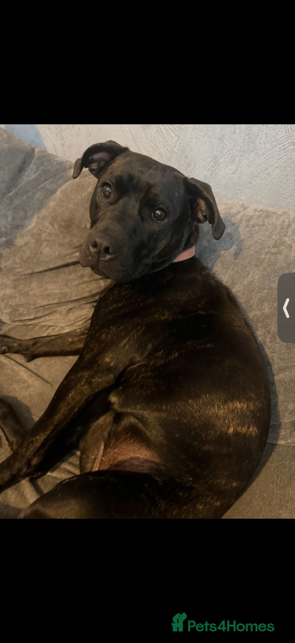 Staffordshire Bull Terrier dogs Mango  - Advert 5