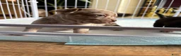 Chihuahua dogs for sale: 🐾 Stunning Chihuahua Puppies Available 🐾 - Advert 23