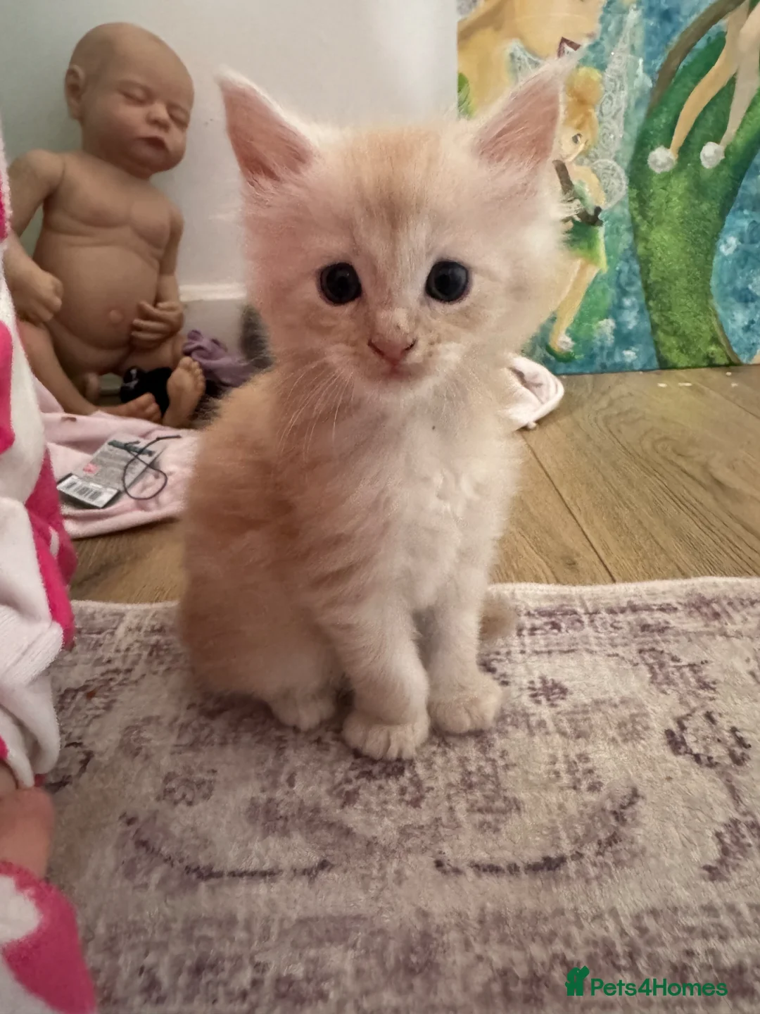 Maine Coon cats for sale: Maine Coon kittens  in Penrith - Advert 1