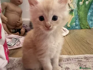 Maine Coon cats Maine Coon kittens - Advert 1