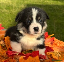 Welsh Corgi Pembroke dogs Champion Show quality stunning Corgi Puppies - Advert 4