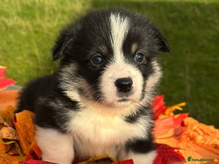 Welsh Corgi Pembroke dogs - Advert 1